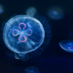 Fascinating facts about jellyfish